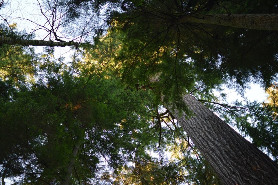 trees trees